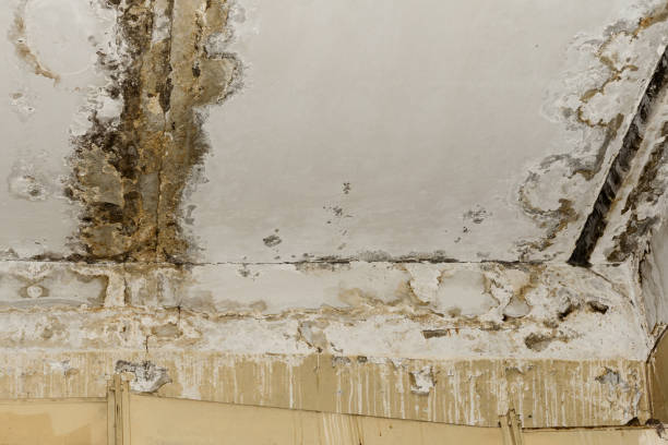 Best Emergency Mold Remediation  in Georgiana, AL