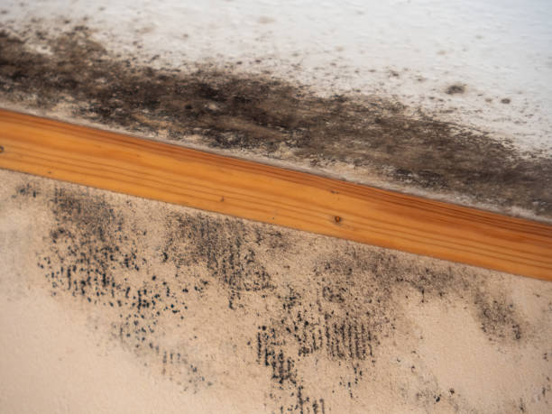 Best Mold Prevention Services  in Georgiana, AL