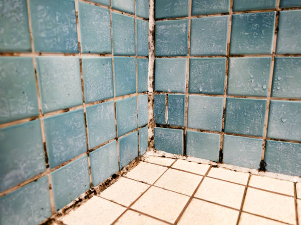 Best Mold Documentation for Insurance Claims  in Georgiana, AL