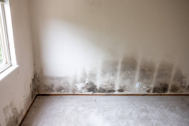Georgiana, AL Mold Removal Company